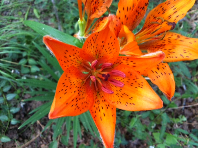 Lilium bulbiferum subsp. croceum